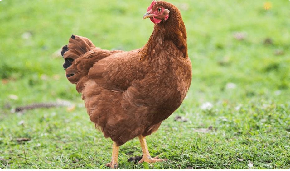 دجاج الرود آيلاند الأحمر